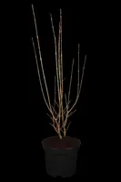 Ligustrum ovalifolium 'Aureum' (Tongkruiskruid 'Aureum') - afbeelding 2