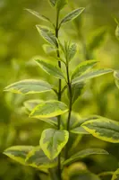 Ligustrum ovalifolium 'Aureum' (Tongkruiskruid 'Aureum') - afbeelding 5
