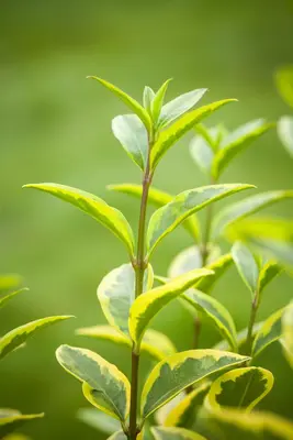 Ligustrum ovalifolium 'Aureum' (Tongkruiskruid 'Aureum') - afbeelding 10