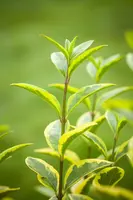 Ligustrum ovalifolium 'Aureum' (Tongkruiskruid 'Aureum') - afbeelding 10