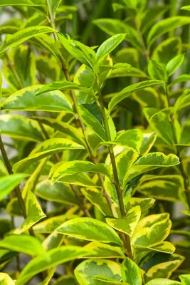Ligustrum ovalifolium 'Aureum' (Tongkruiskruid 'Aureum') - afbeelding 12