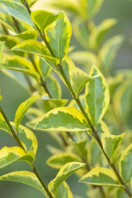 Ligustrum ovalifolium 'Aureum' (Tongkruiskruid 'Aureum') - afbeelding 13