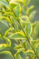 Ligustrum ovalifolium 'Aureum' (Tongkruiskruid 'Aureum') - afbeelding 13