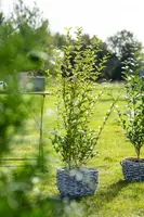 Ligustrum ovalifolium 'Aureum' (Tongkruiskruid 'Aureum') - afbeelding 17