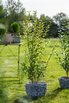 Ligustrum ovalifolium 'Aureum' (Tongkruiskruid 'Aureum') - afbeelding 20