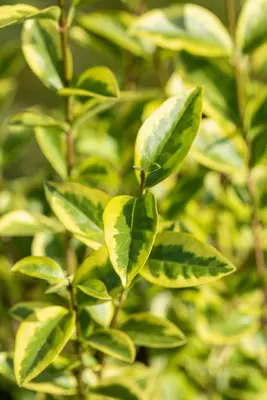 Ligustrum ovalifolium 'Aureum' (Tongkruiskruid 'Aureum') - afbeelding 21