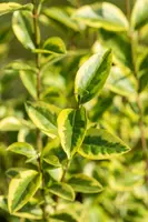 Ligustrum ovalifolium 'Aureum' (Tongkruiskruid 'Aureum') - afbeelding 21