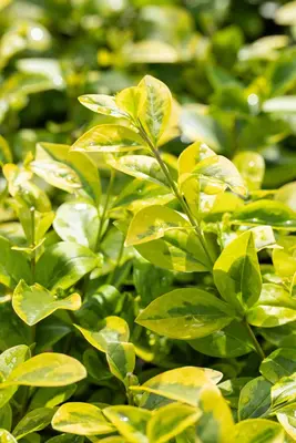 Ligustrum ovalifolium 'Aureum' (Tongkruiskruid 'Aureum') - afbeelding 22