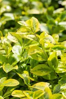 Ligustrum ovalifolium 'Aureum' (Tongkruiskruid 'Aureum') - afbeelding 22