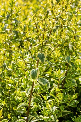 Ligustrum ovalifolium 'Aureum' (Tongkruiskruid 'Aureum') - afbeelding 24