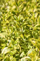 Ligustrum ovalifolium 'Aureum' (Tongkruiskruid 'Aureum') - afbeelding 26