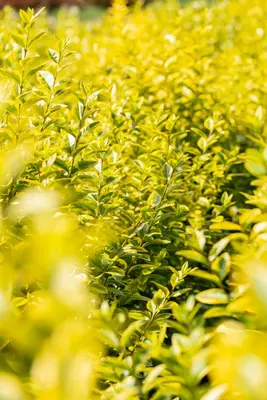 Ligustrum ovalifolium 'Aureum' (Tongkruiskruid 'Aureum') - afbeelding 27