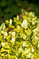 Ligustrum ovalifolium 'Aureum' (Tongkruiskruid 'Aureum') - afbeelding 31