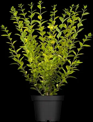 Ligustrum ovalifolium 'Aureum' (Tongkruiskruid 'Aureum') - afbeelding 3