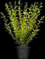 Ligustrum ovalifolium 'Aureum' (Tongkruiskruid 'Aureum') - afbeelding 3