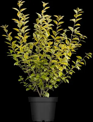 Ligustrum ovalifolium 'Aureum' (Tongkruiskruid 'Aureum') - afbeelding 6