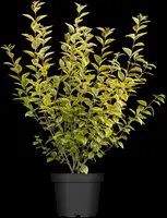 Ligustrum ovalifolium 'Aureum' (Tongkruiskruid 'Aureum') - afbeelding 6