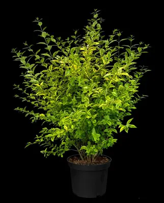 Ligustrum ovalifolium 'Aureum' (Tongkruiskruid 'Aureum') - afbeelding 33