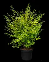 Ligustrum ovalifolium 'Aureum' (Tongkruiskruid 'Aureum') - afbeelding 33