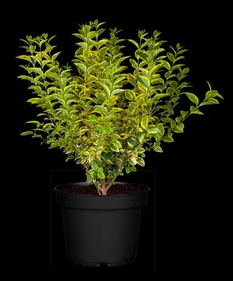 Ligustrum ovalifolium 'Aureum' (Tongkruiskruid 'Aureum') - afbeelding 15
