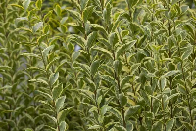 Ligustrum ovalifolium 'Aureum' (Tongkruiskruid 'Aureum') - afbeelding 8