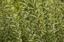 Ligustrum ovalifolium 'Aureum' (Tongkruiskruid 'Aureum') - afbeelding 8