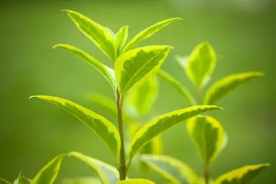 Ligustrum ovalifolium 'Aureum' (Tongkruiskruid 'Aureum') - afbeelding 9