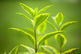 Ligustrum ovalifolium 'Aureum' (Tongkruiskruid 'Aureum') - afbeelding 9