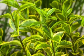 Ligustrum ovalifolium 'Aureum' (Tongkruiskruid 'Aureum') - afbeelding 11