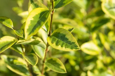 Ligustrum ovalifolium 'Aureum' (Tongkruiskruid 'Aureum') - afbeelding 18