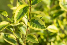 Ligustrum ovalifolium 'Aureum' (Tongkruiskruid 'Aureum') - afbeelding 18