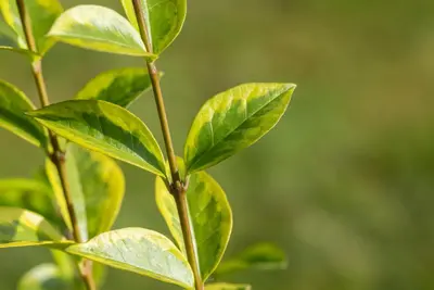 Ligustrum ovalifolium 'Aureum' (Tongkruiskruid 'Aureum') - afbeelding 19