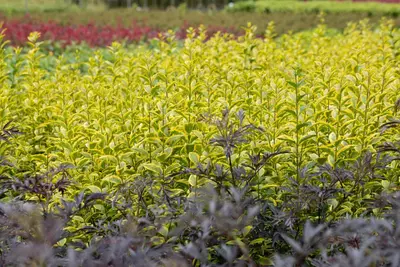 Ligustrum ovalifolium 'Aureum' (Tongkruiskruid 'Aureum') - afbeelding 23