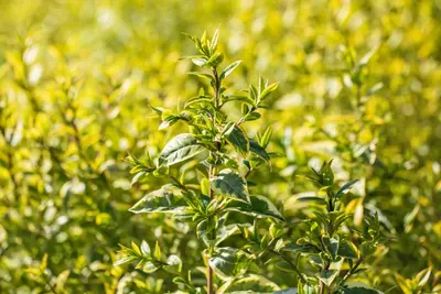Ligustrum ovalifolium 'Aureum' (Tongkruiskruid 'Aureum') - afbeelding 25