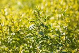 Ligustrum ovalifolium 'Aureum' (Tongkruiskruid 'Aureum') - afbeelding 25