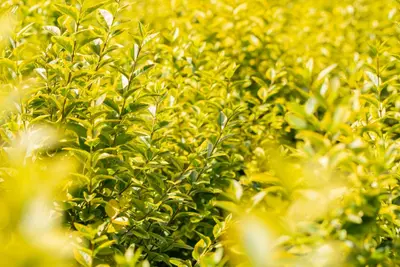 Ligustrum ovalifolium 'Aureum' (Tongkruiskruid 'Aureum') - afbeelding 28