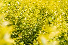 Ligustrum ovalifolium 'Aureum' (Tongkruiskruid 'Aureum') - afbeelding 28