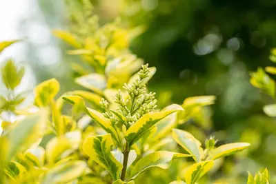 Ligustrum ovalifolium 'Aureum' (Tongkruiskruid 'Aureum') - afbeelding 29