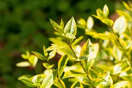 Ligustrum ovalifolium 'Aureum' (Tongkruiskruid 'Aureum') - afbeelding 30