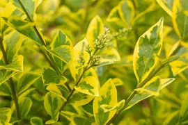 Ligustrum ovalifolium 'Aureum' (Tongkruiskruid 'Aureum') - afbeelding 32