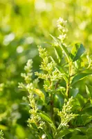 Ligustrum ovalifolium (Tongkruiskruid) - afbeelding 5
