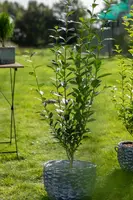 Ligustrum ovalifolium (Tongkruiskruid) - afbeelding 2
