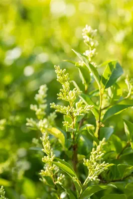 Ligustrum ovalifolium (Tongkruiskruid) - afbeelding 5