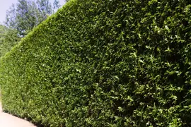 Ligustrum ovalifolium (Tongkruiskruid) - afbeelding 1