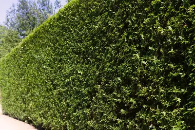 Ligustrum ovalifolium (Tongkruiskruid) - afbeelding 1