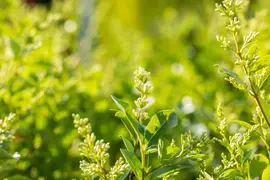 Ligustrum ovalifolium (Tongkruiskruid) - afbeelding 3