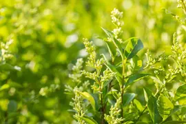 Ligustrum ovalifolium (Tongkruiskruid) - afbeelding 4