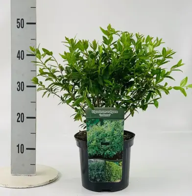 Ligustrum vulgare 'Lodense' (Liguster) 40cm - afbeelding 2