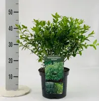 Ligustrum vulgare 'Lodense' (Liguster) 40cm - afbeelding 2