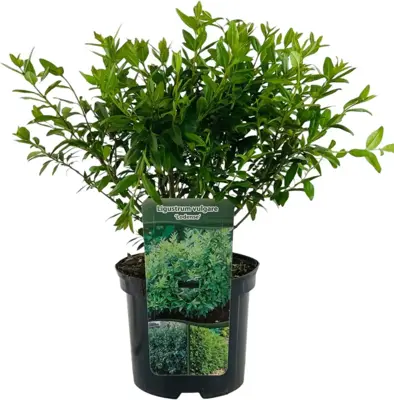 Ligustrum vulgare 'Lodense' (Liguster) 40cm - afbeelding 1